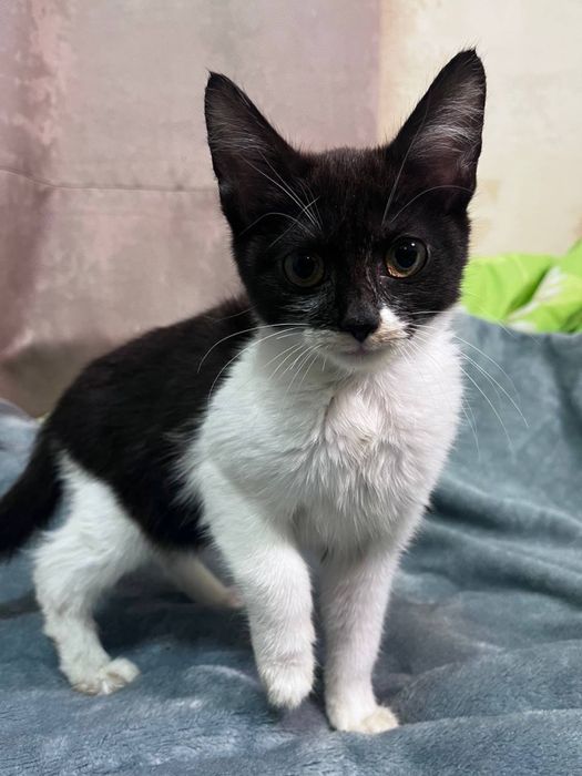 котята в добрые руки!!