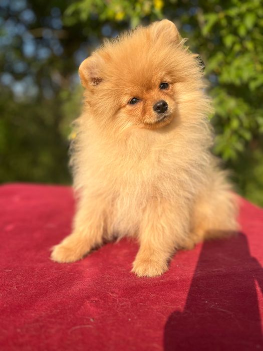 Мальчик померанского шпица