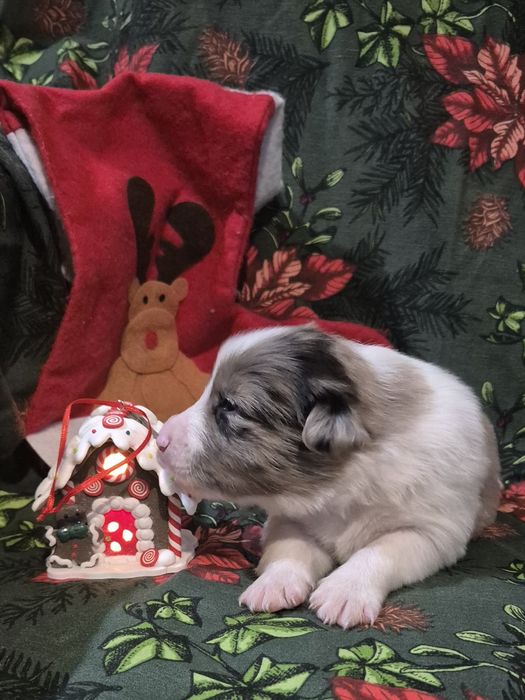 Border collie suczka blue merle