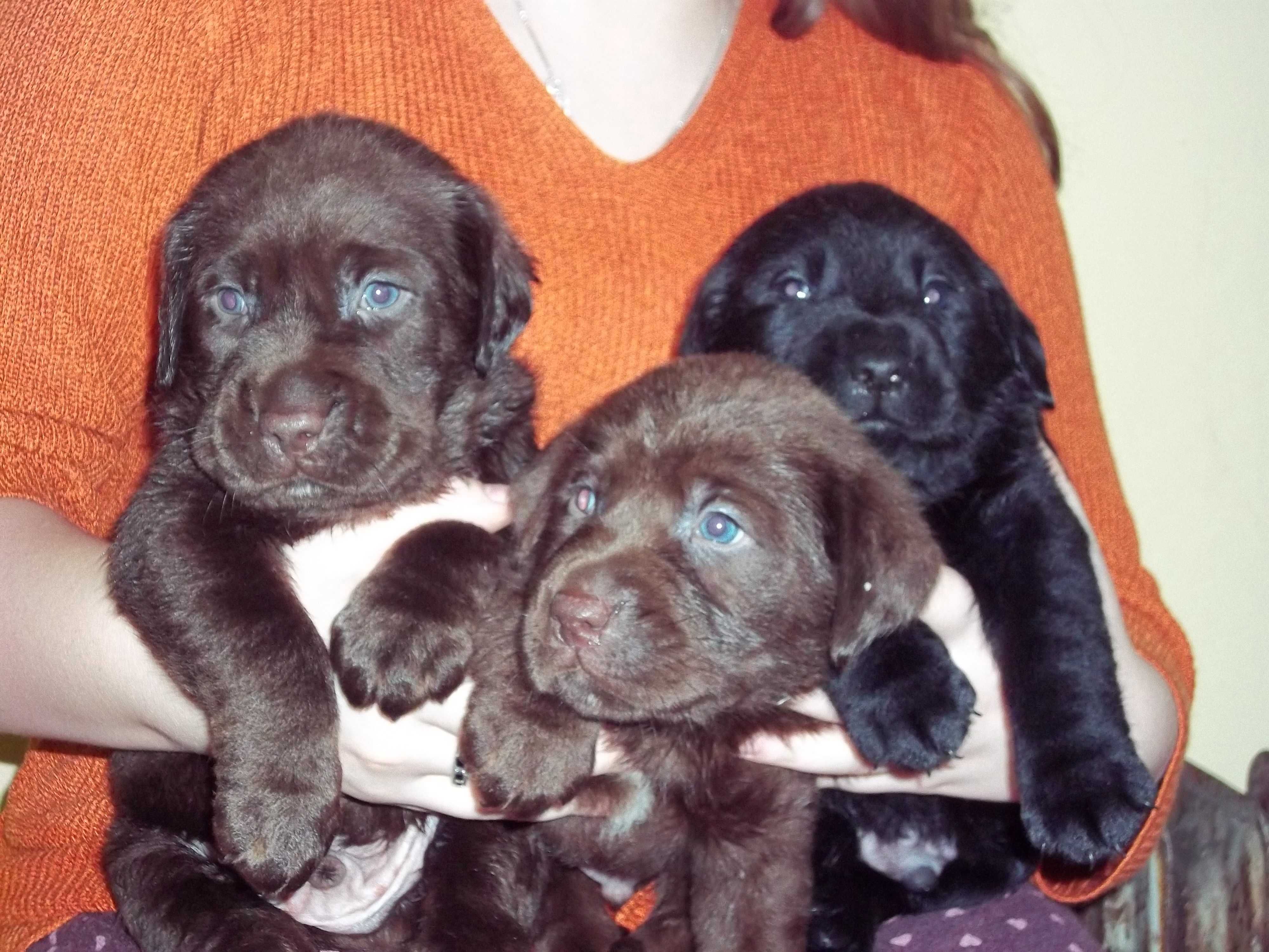 Labrador Retriever Z Rodowodem