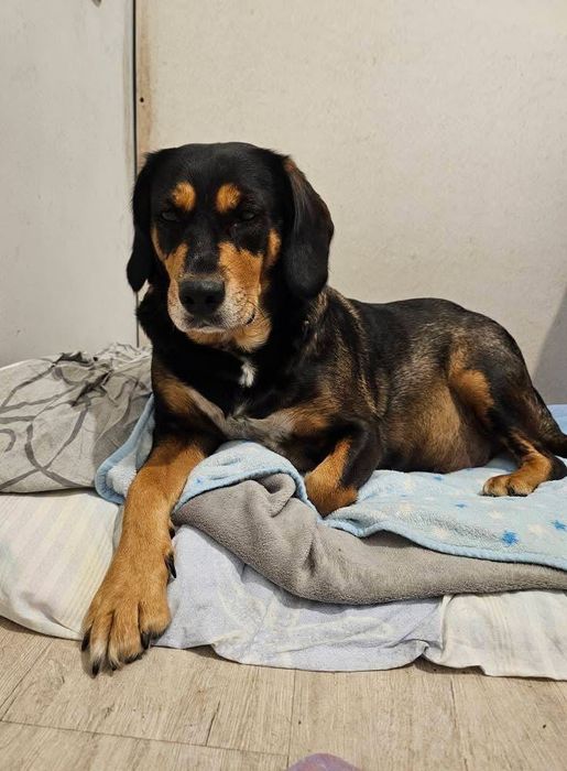 Sunia łapa szuka domu