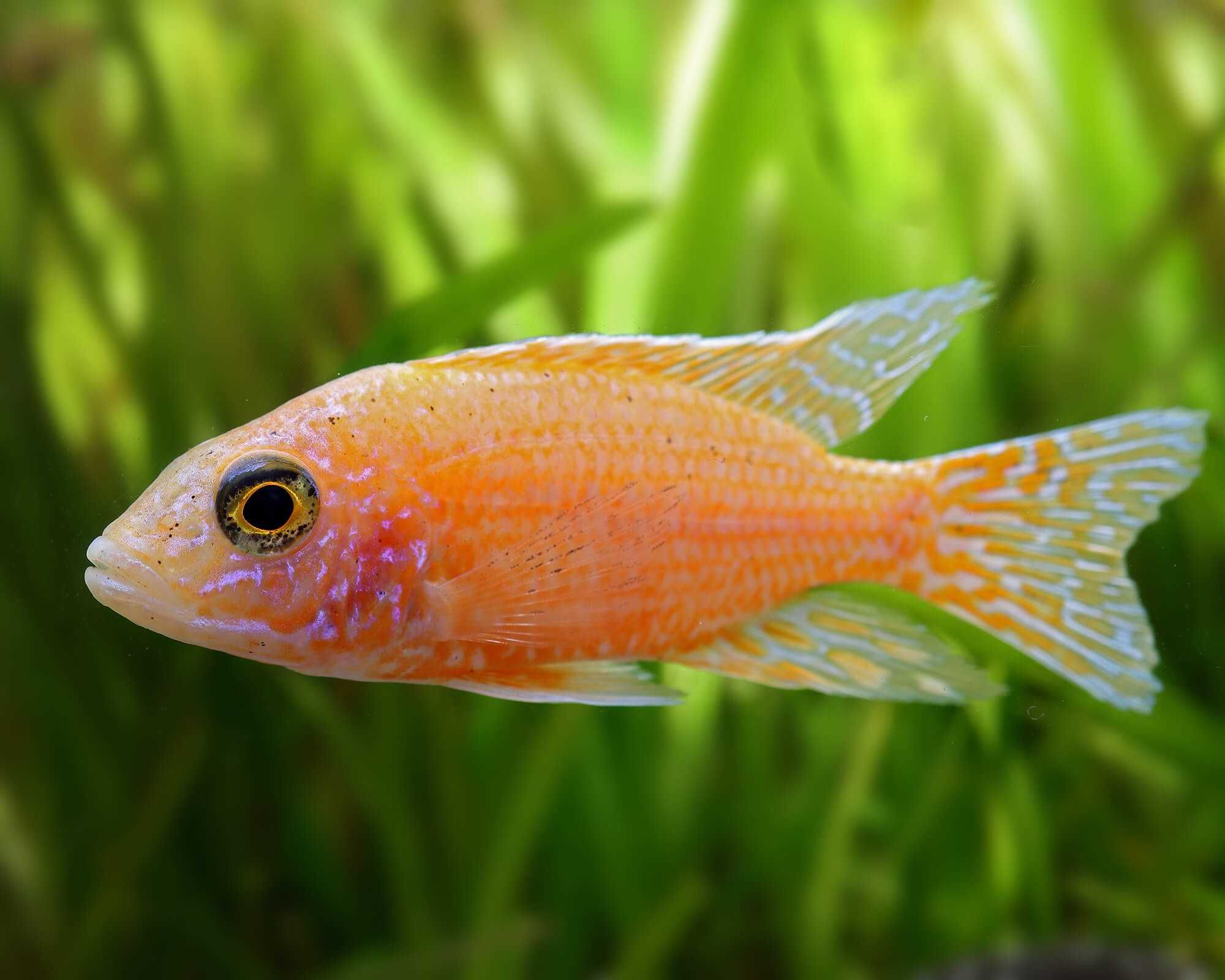 GB MALAWI Pyszczak Aulonocara Fire Fish - dowóz ryb!