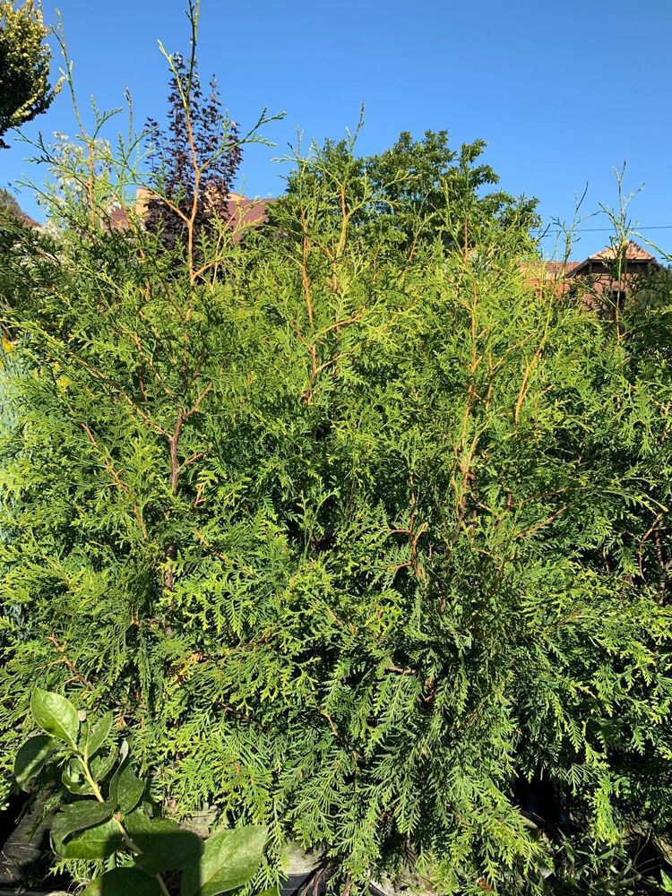 Thuja Tuja Żywotnik Brabant - 1,20 m