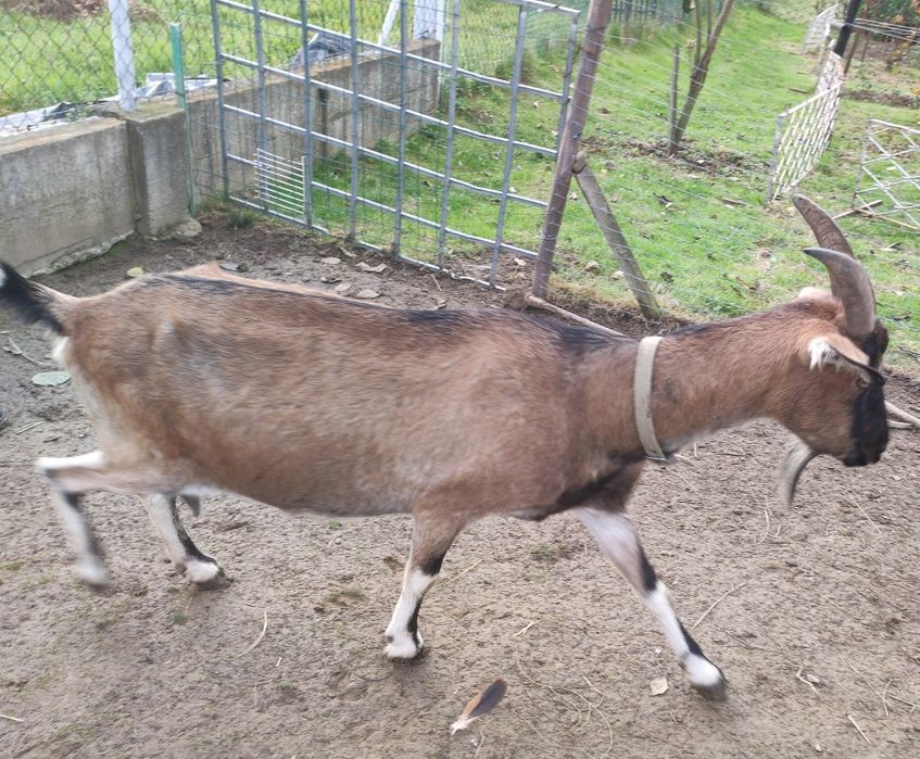 Sprzedam kozy mleczne zakocone