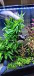 Microsorium + za darmo Ammania Crasilis