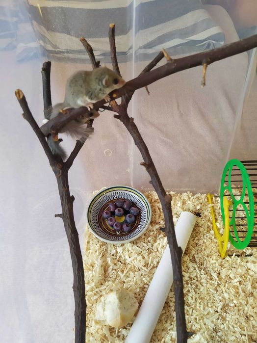 Popielice afrykańskie