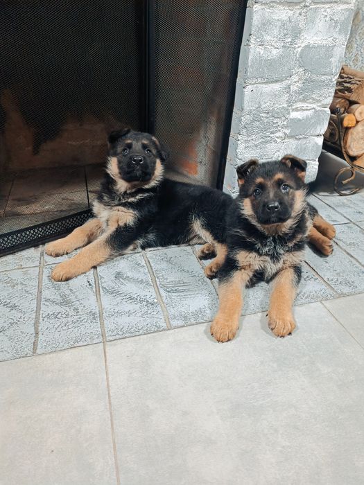 Шикарные щенки немецкой овчарки
