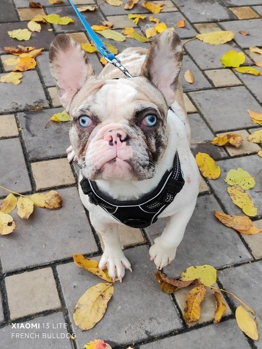 Дівчинка мерлле з блакитними очима.