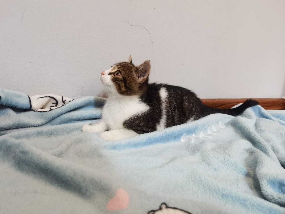 Rozbrykany koci maluch Dior czeka na swojego człowieka