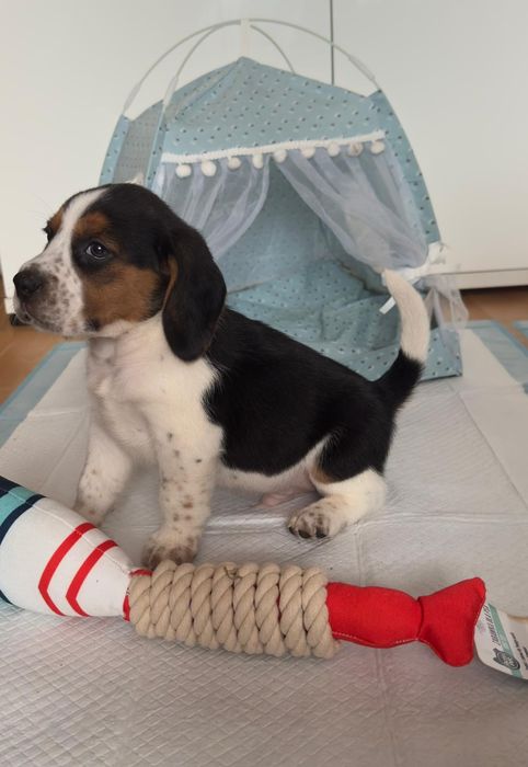 Beagle piesek szczeniak z rodowodem
