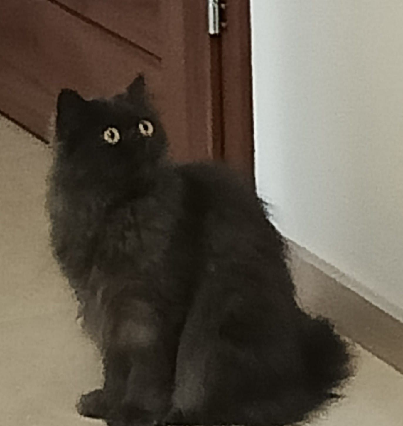 Oddam kotkę w dobre rece