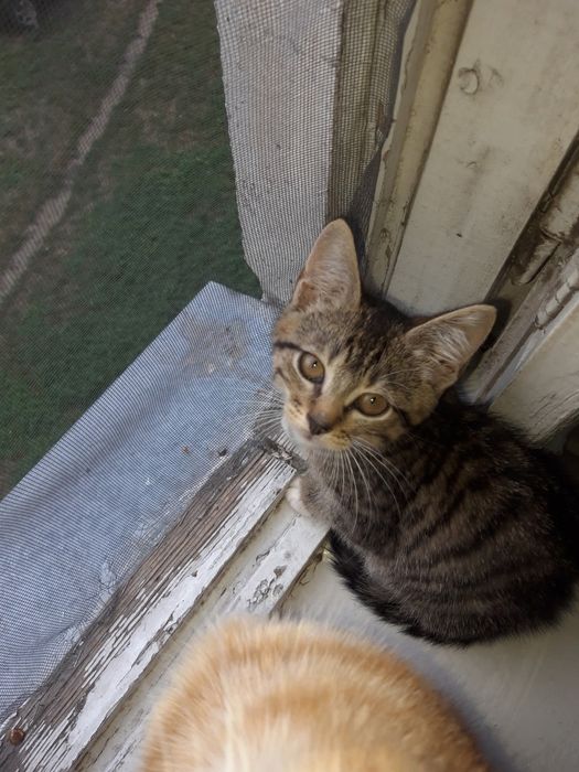 Отдадим котят в ответственные руки