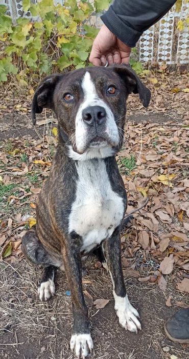 Зевс шукає родину , стаффорд /метис