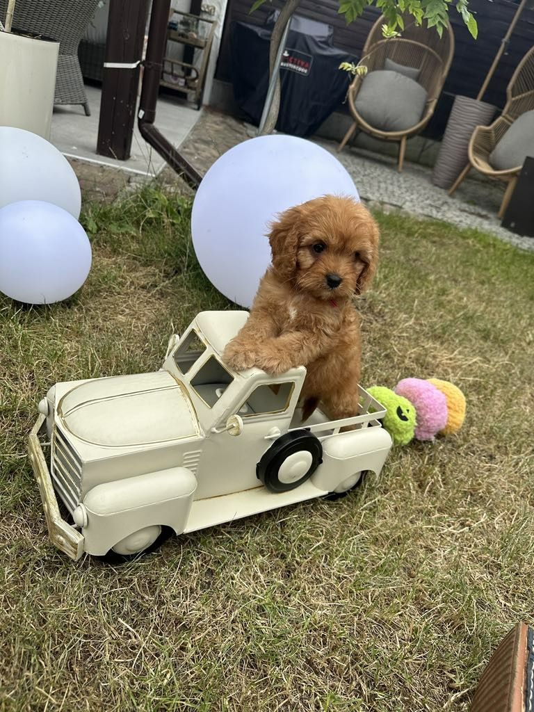 Przesliczna dziewczynka Cavapoo