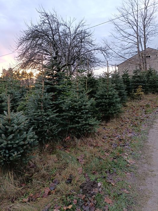 Jodła kaukaska, świetk srebrzysty,stroisz