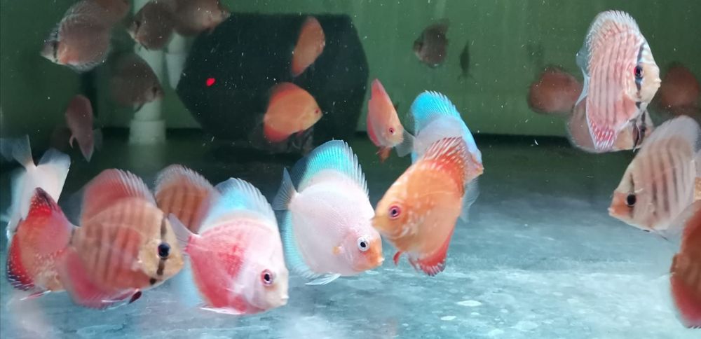 Paletki - hodowla (dyskowce)