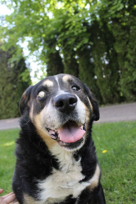 NIEWIDOMY kochany duży pies szuka domu