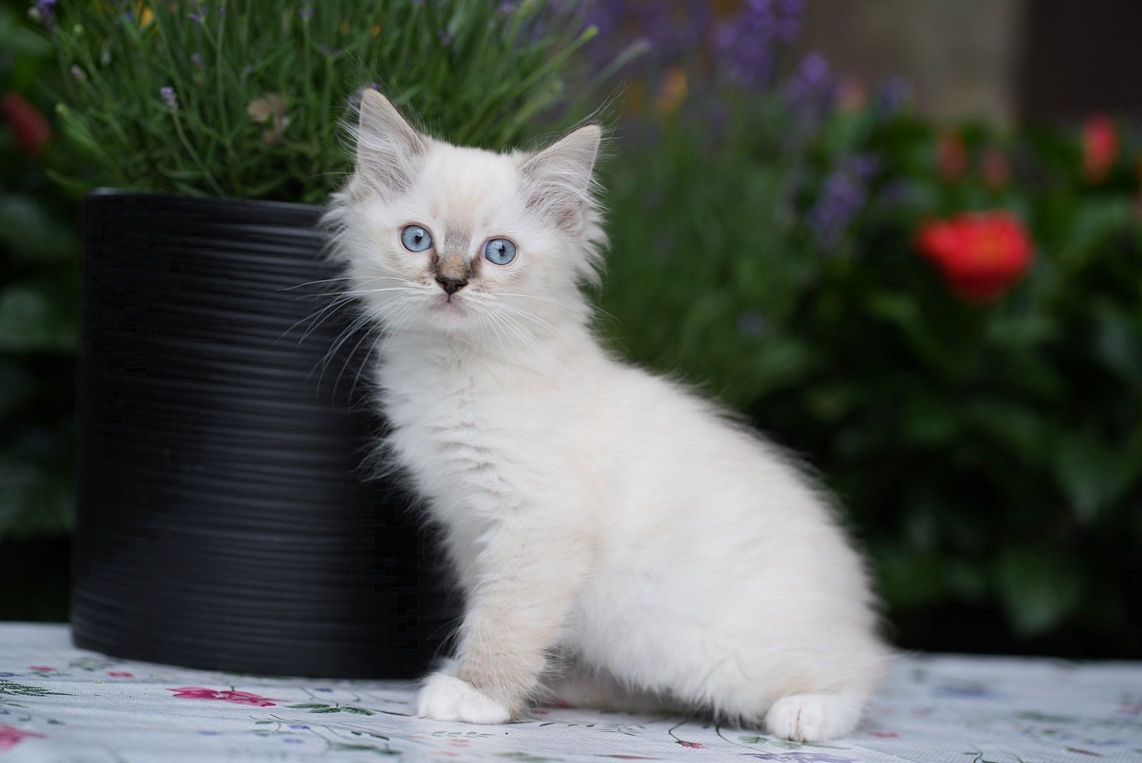 Kocurek pręgowany ragdoll Cattris Lipiec