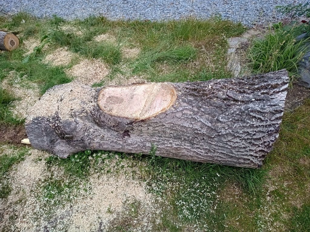 Orzech włoski pień ,kłoda, konar