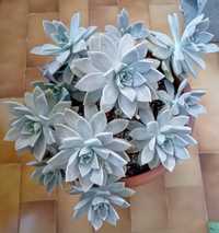 Suculentas graptopetalum Paraguayense