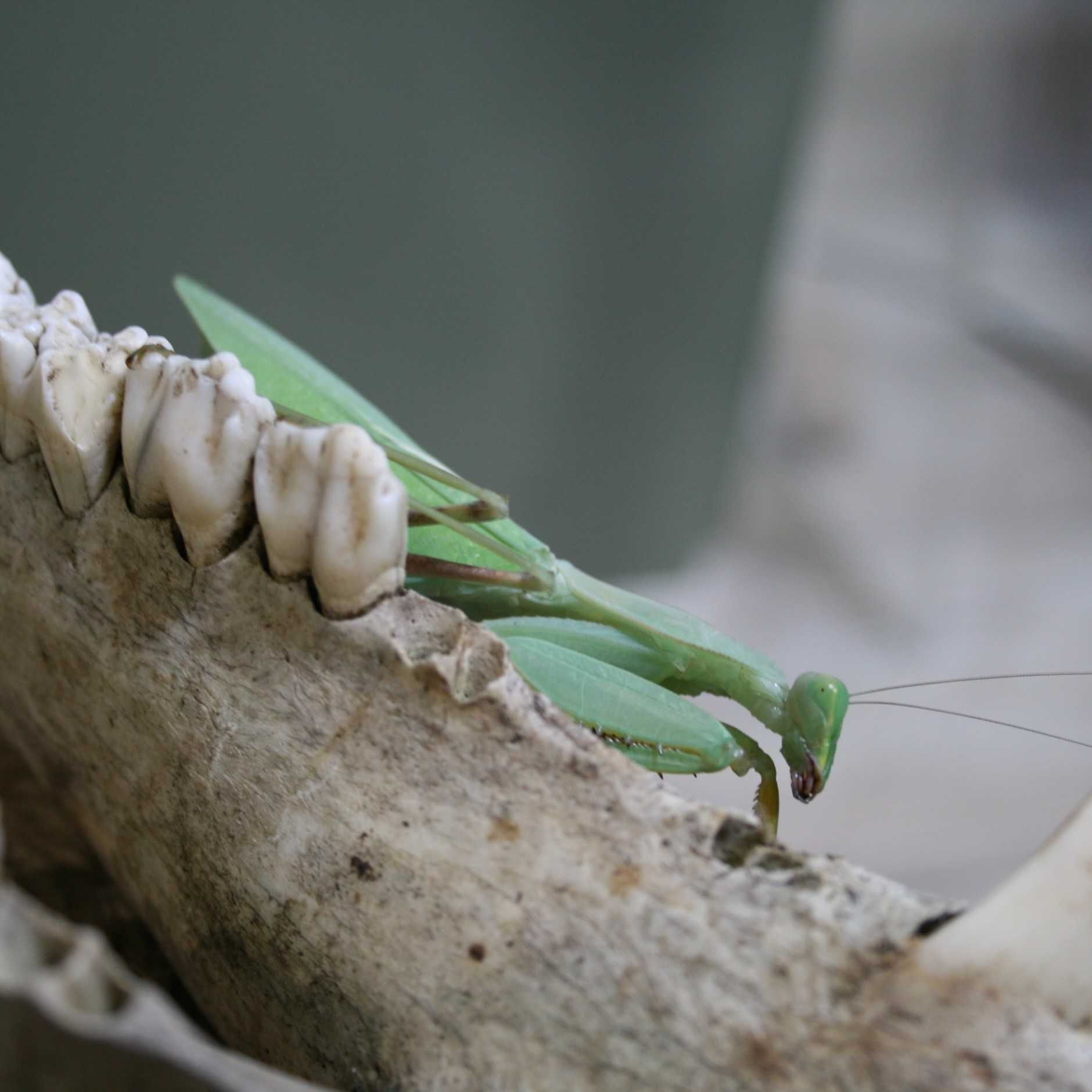 Modliszki Sphodromantis lineola L3/L4/L5