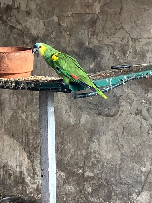 1 Casal de Ecletus + 1 Amazona Aestiva