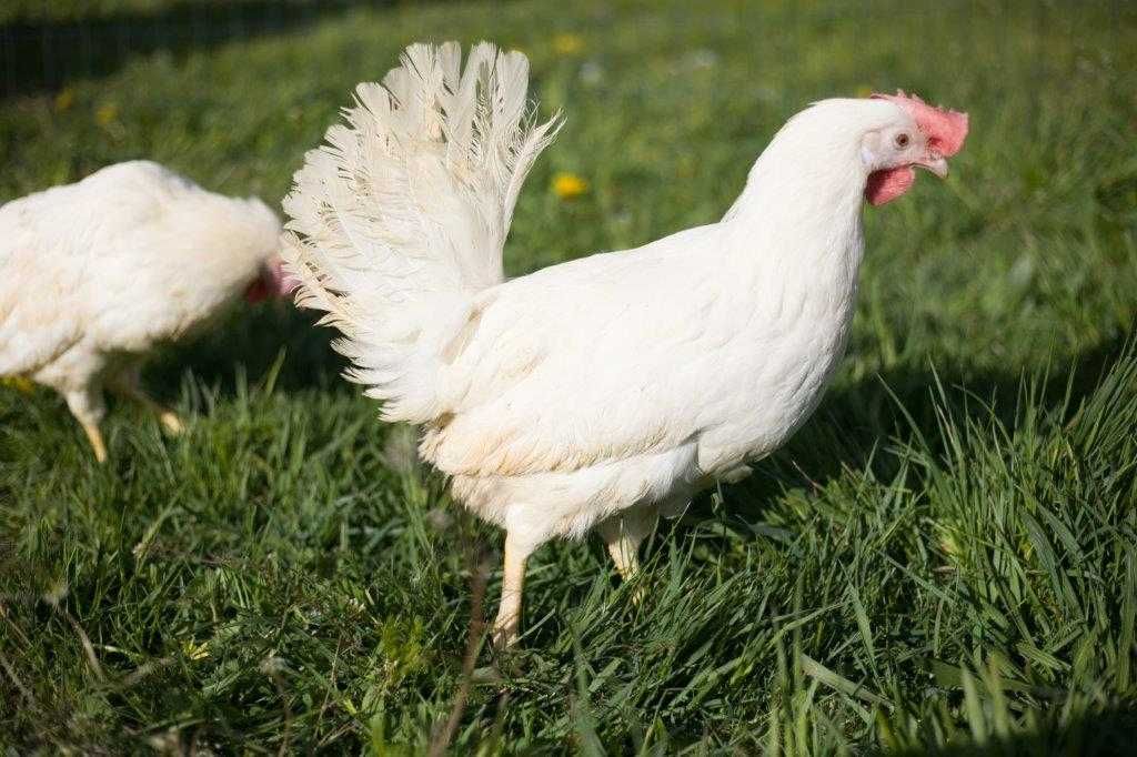 KURKA Tetra tintet odchowana