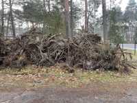 Korzenie karpiny biomasa