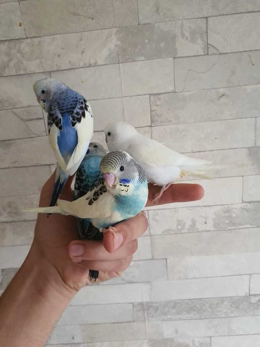 Очаровательные волнистые попугаи: ваша семья станет еще веселее с ними