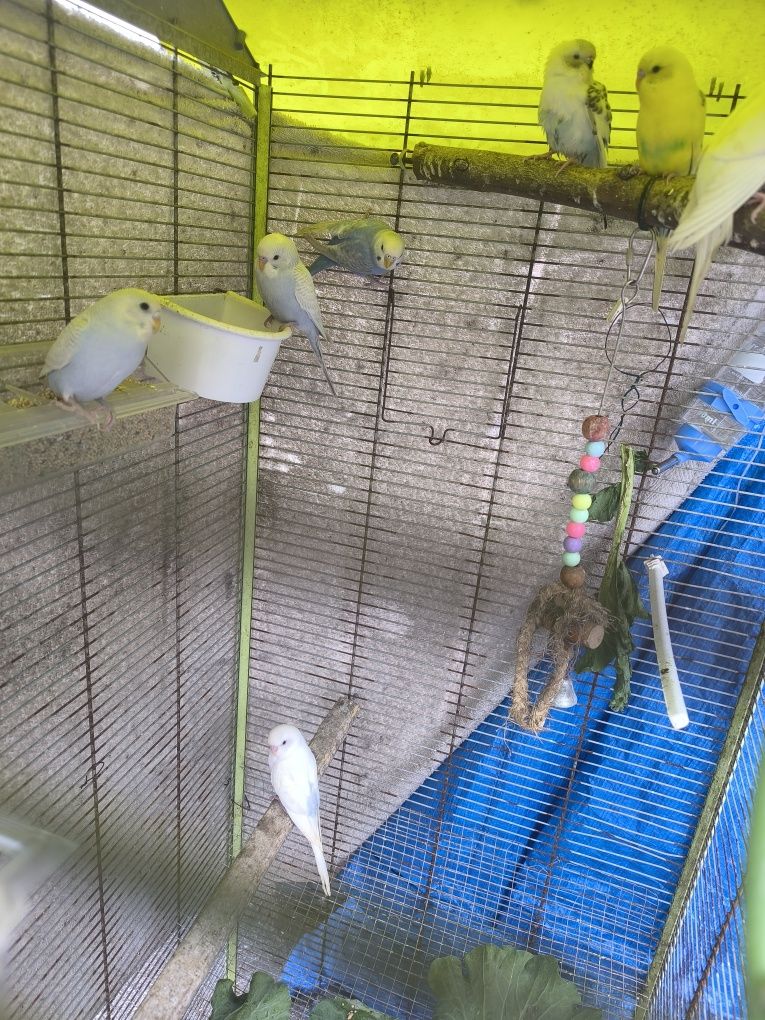 Lote de 10 piriquitos australianos