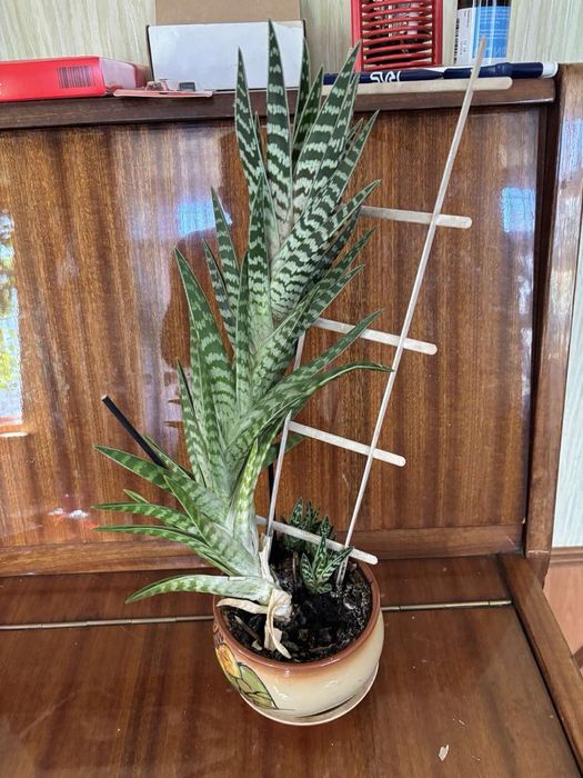 Продам алоэ полосатое