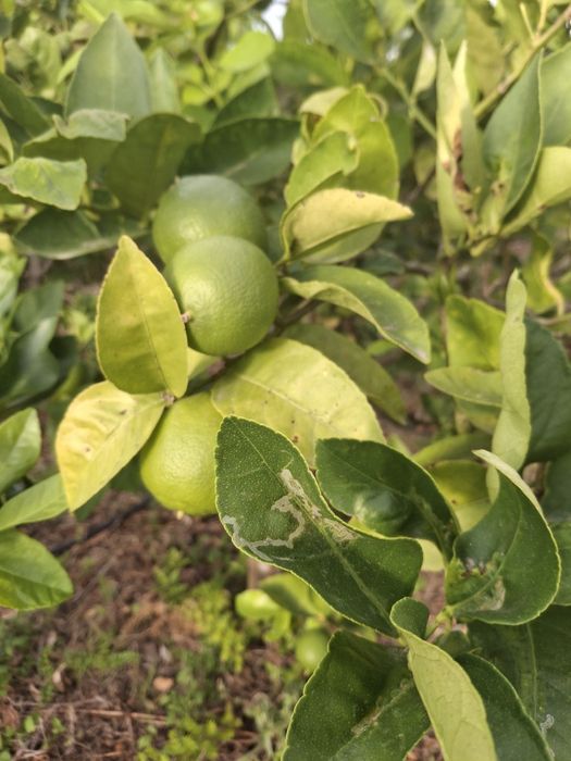 Limas (colheita no dia)