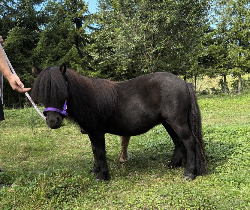 Klacz mini szetland 4-letnia kuc/kucyk