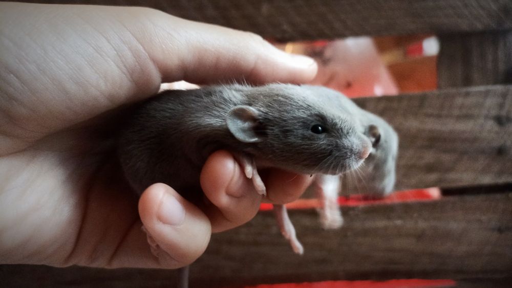 Szczurki odmiany Dumbo szare
