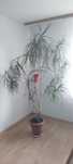 Duża dracena wąskolistna. Palma.