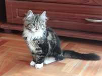 Kotka Maine Coon