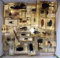 Kolekcja owadów w żywicy