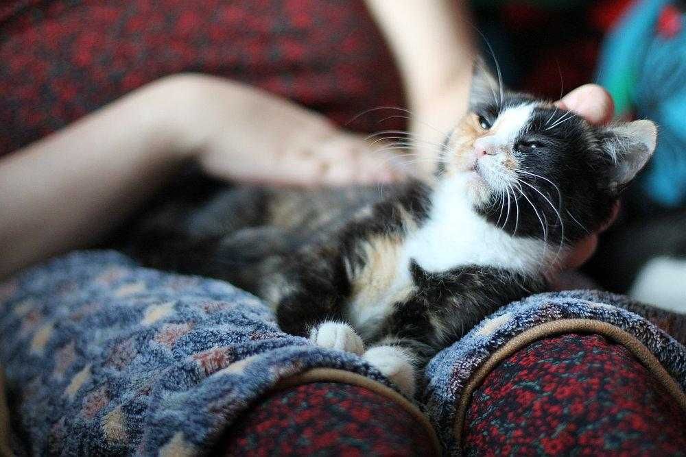 Cudnej urody, ok trzymiesięczna koteczka do adopcji.