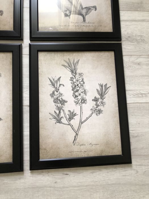 Набор картин ботаника