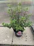 Hortensja bukietowa w doniczce 5L