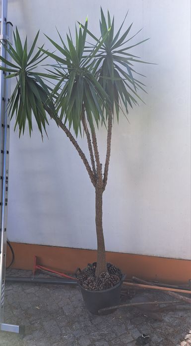 Planta de grande porte de jardim