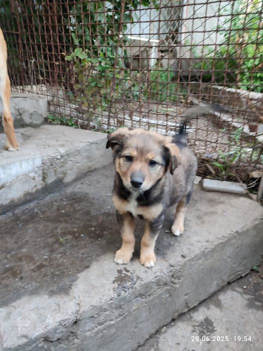 Красивые Щенки бесплатно