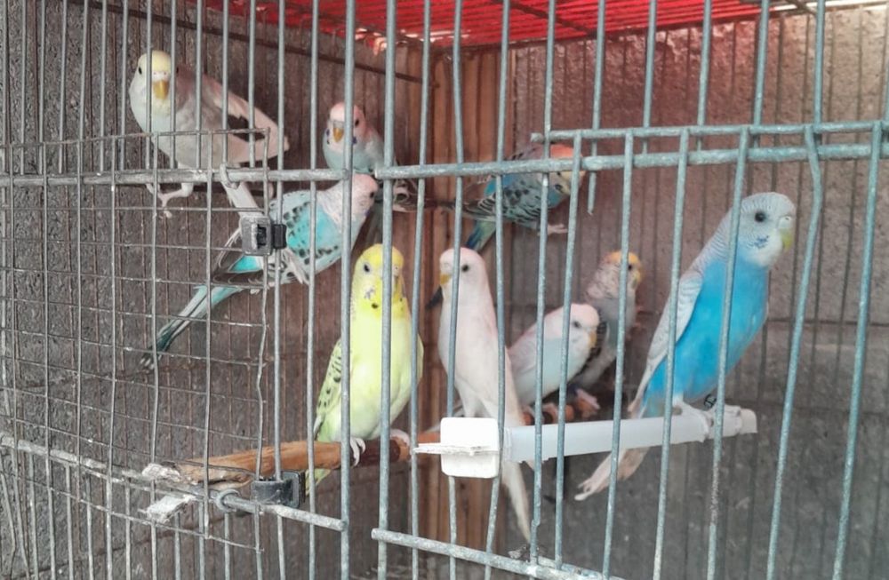Periquitos australianos