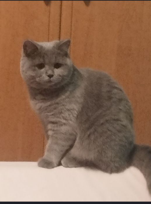 Шотландочка плюшева з прививками