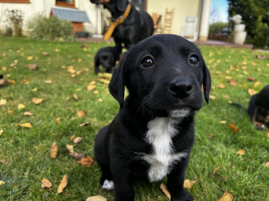 Szczeniaki Polski Gończy