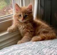 Piękna ruda kotka , kociczka Maine coon kotek do odbioru Pers Ragdoll