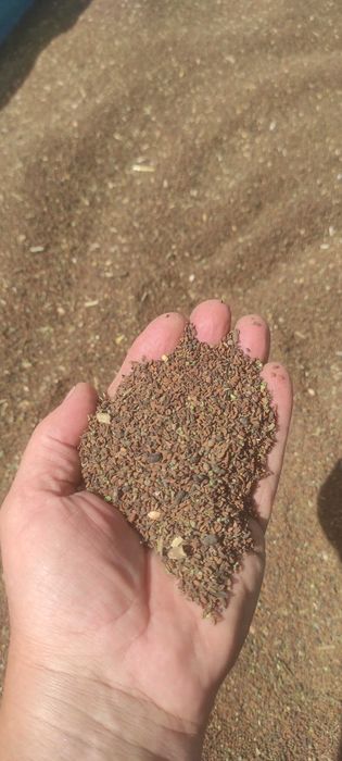 Facelia błękitna poplon