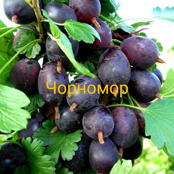 Саджанці плодових дерев