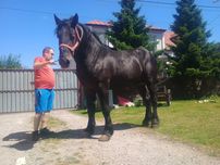 Ogierek zimnokrwisty 2,5 roku