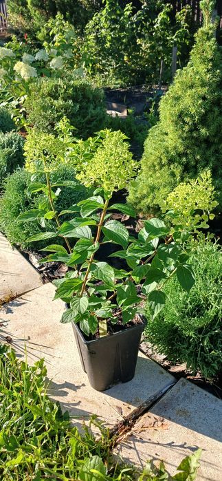 Гортензія волотиста